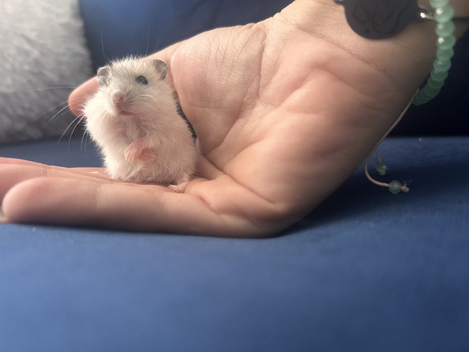 DONEZ de urgenta puiuti de hamster pitic rusesc