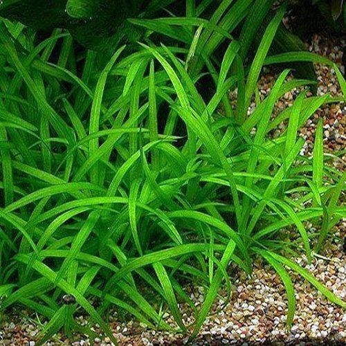 Продам почвопокровку.Тенеллис