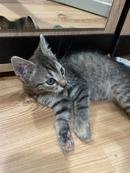 Adopție responsabilă pisicuța 2 luni 1București/ Alexandria