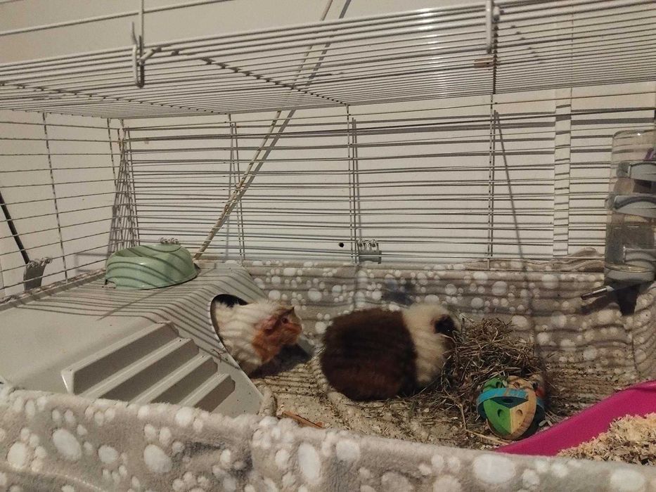 Голяма оборудвана клетка за гризачи (60х90 см) + аксесоари (Бургас)