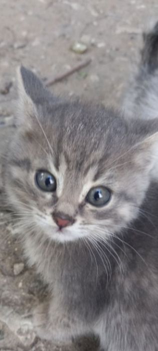 1 кот ищет дом   (лучше в частный)Пишите в чат-так быстрее  отвечу.-
