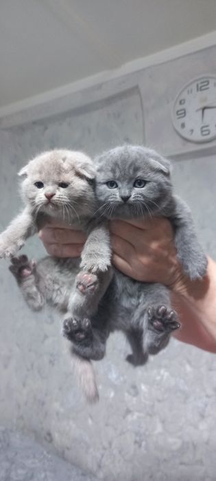 Продаются породистые шотландские котята Скотиш фолд и страйт