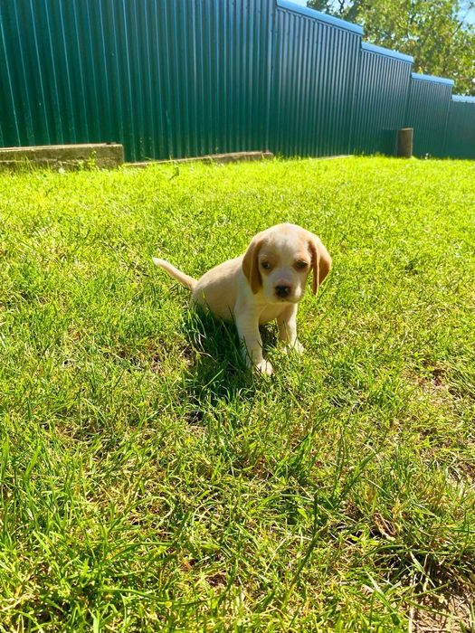 Beagle   cățeluș