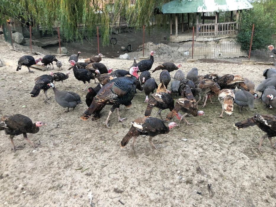 Vand curcani de rasa americana