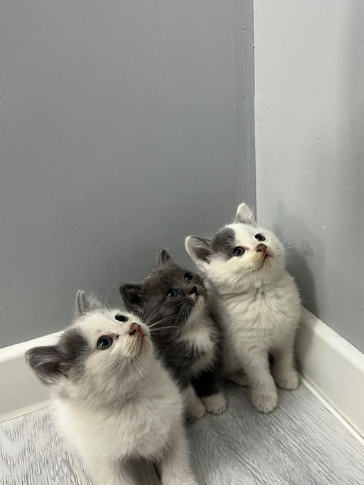 Отдам котят бесплатно