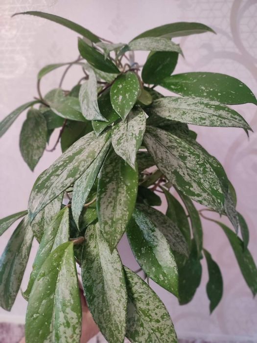 Хойя- цветущее ароматное растение