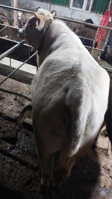 Срочно продается бычок