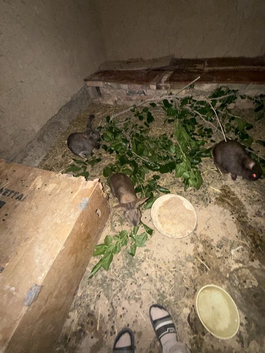 Породалы қояндар сатылады