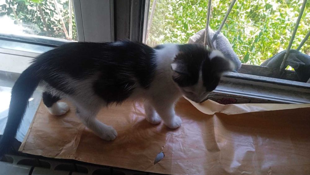 Отдам котят 3 месяца