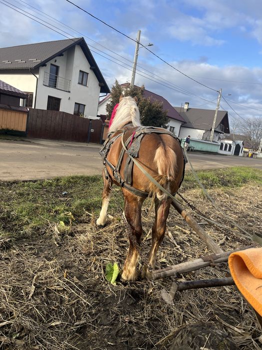 Manz de 2 ani invatat la faiton