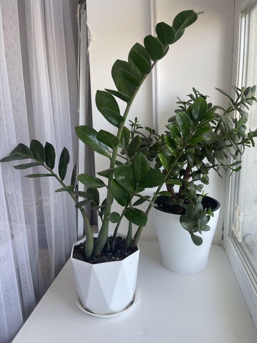 Продам замиокулькас и денежное дерево