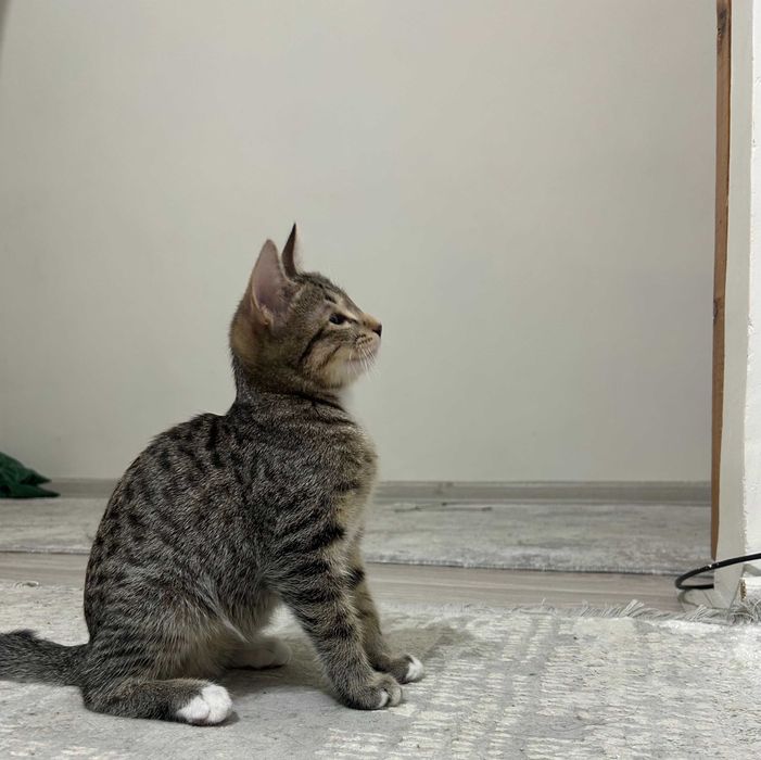 Котенок Отдадим в добрые руки