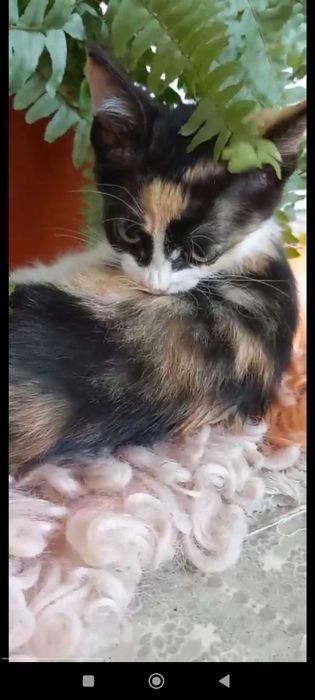 Пристраивается в хорошие руки