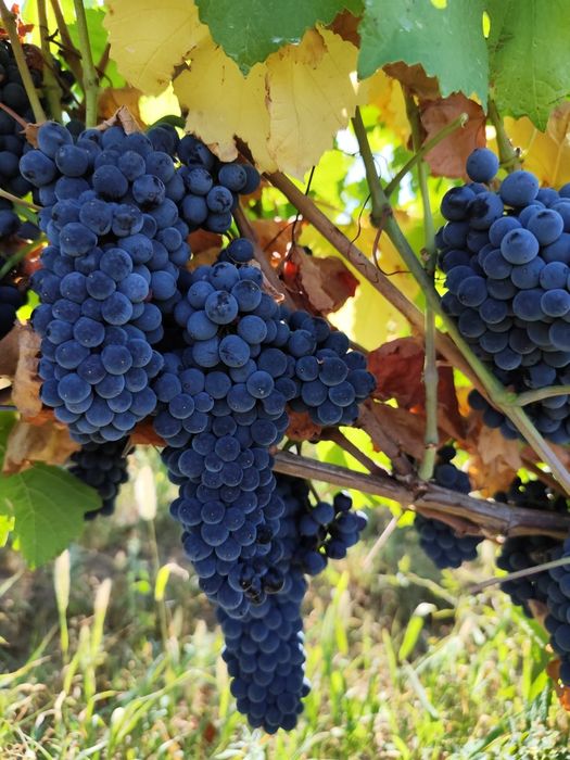 Vand struguri pinot noir , merlot , feteasca neagra