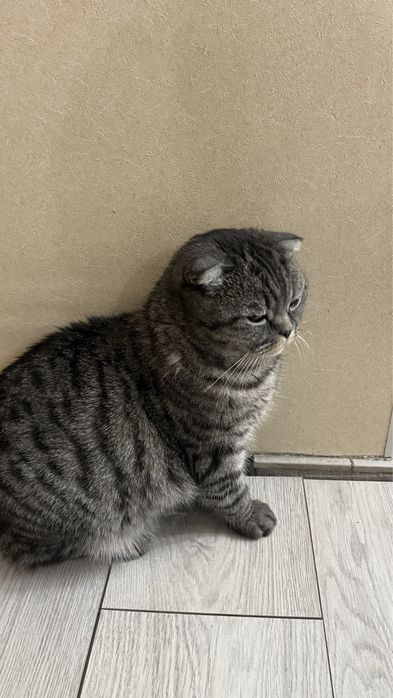 Отдам кошку даром