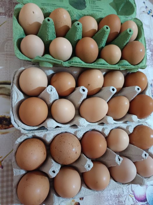 Cocoș din primăvară