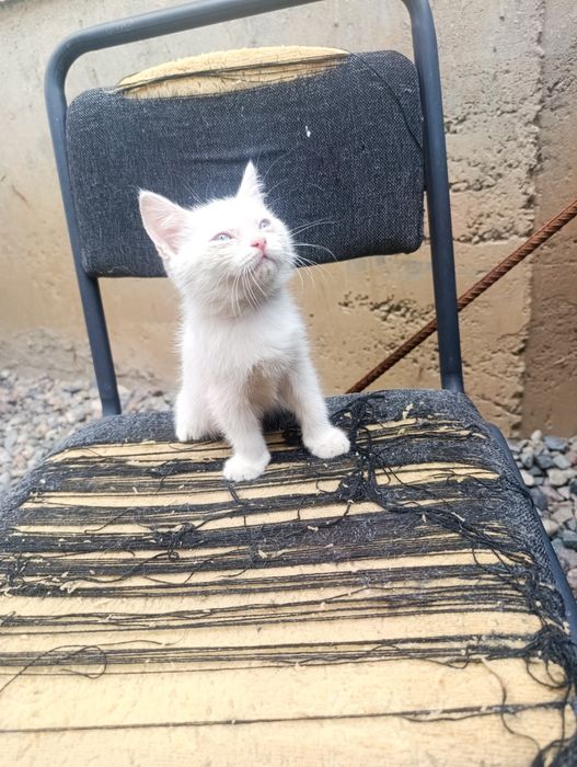 Кошка Шотландская
