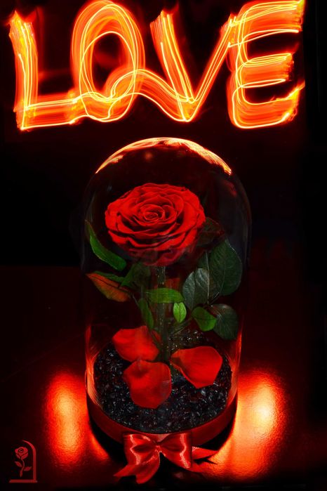 Жива Вечна Роза в ГОЛЯМА Стъкленица / Подарък за Рожден Ден на Жена