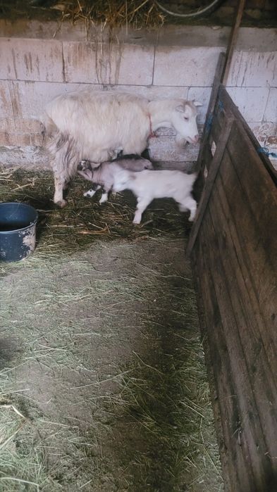 Vând o mânză sau schimb cu viței mai multe detalii la telfon