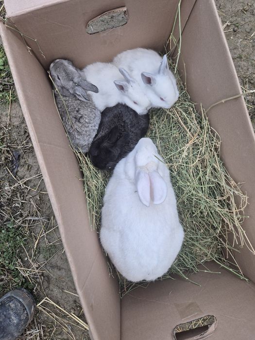 Кролик, кояндар сатылады