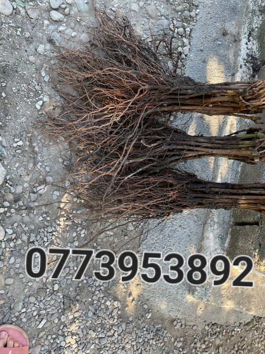 Vând butasi hibrizi