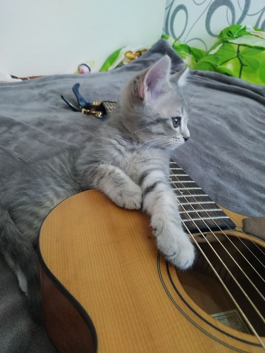 Уроки гитары fingerstyle
