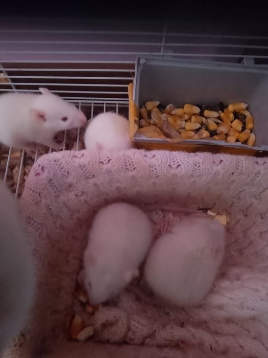 Продам крысят 4 недели