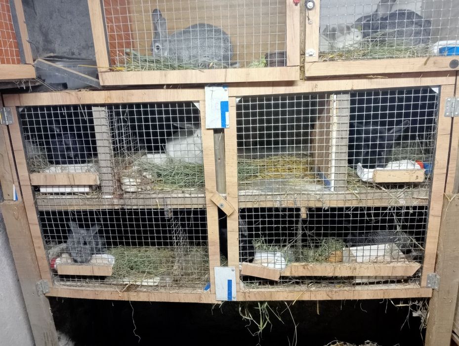 Продам кроликов не дорого