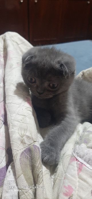 Шотландские вислоухие