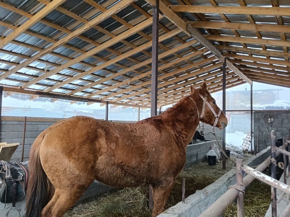 Дөнен сатылады мінгі