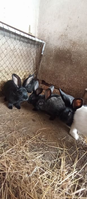 Iepurași pentru paste