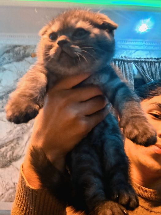 Скоттиш фолд Мушуги сотилади 1.5 ёш, (Blue Silver) Scottish Fold