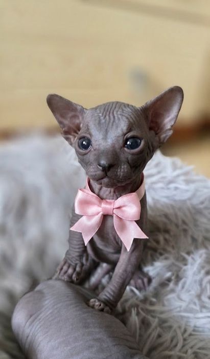 Продам котят канадского сфинкса