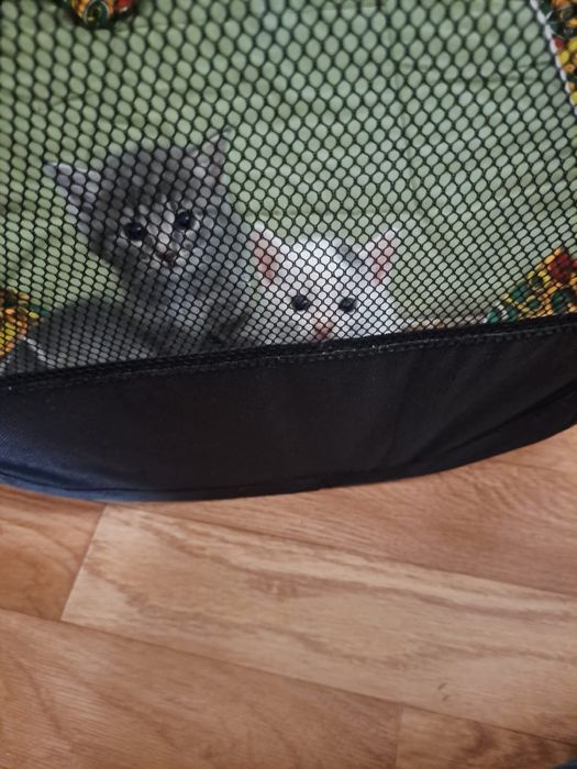 Котики для добрые руки