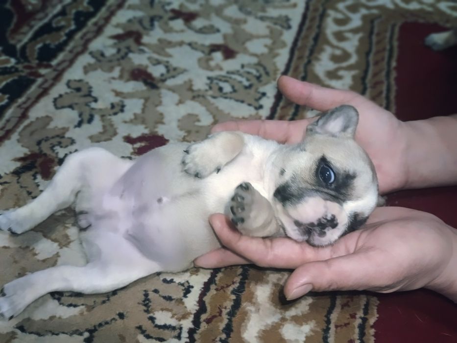 Продаются щенки французского бульдога