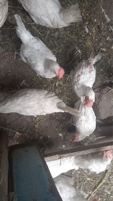 Продам курей срочно!