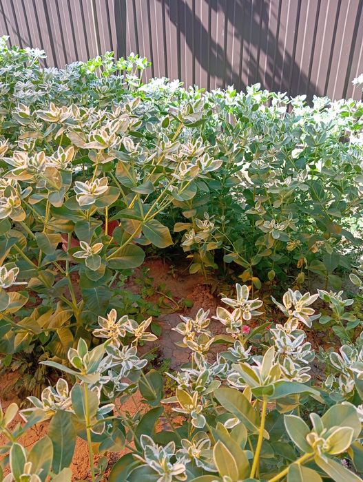 Продам кустики вечной невесты