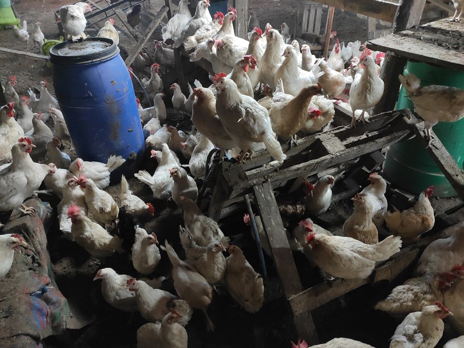 Продам кур молодок