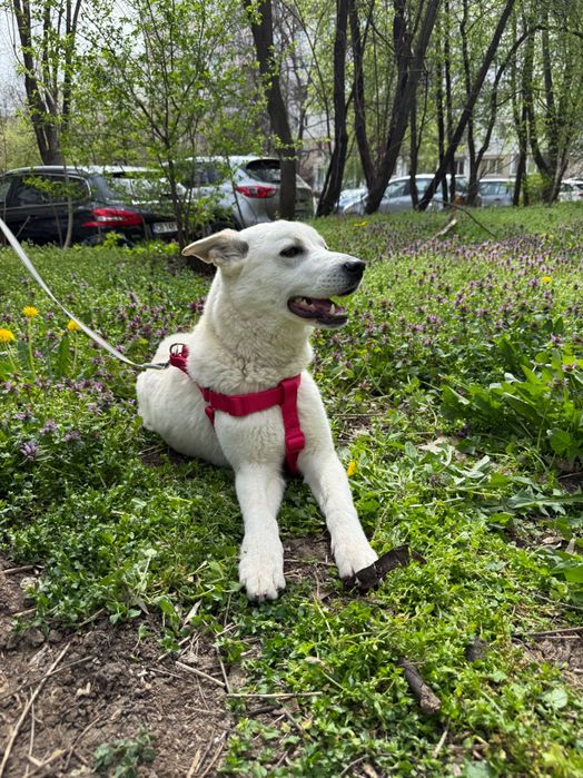 Търси дом! Здравейте, това е Айра