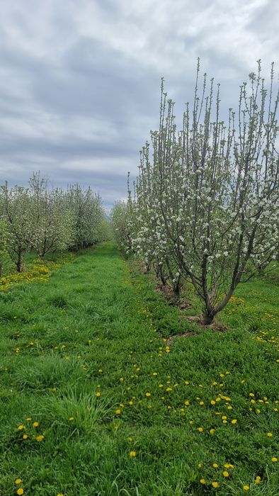 Яблоневый сад...