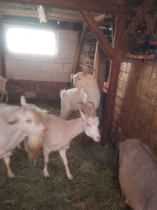 Vand capre foarte bune