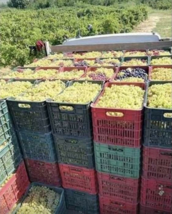 Vand struguri de vin