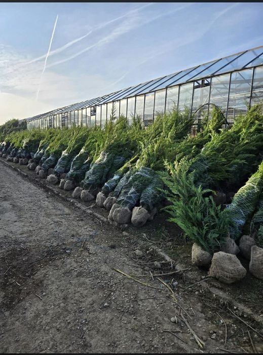 Leylandi chiparos ghiveci sau la balot