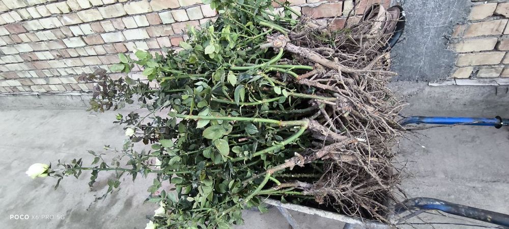 Gul koʻchatlar sotiladi