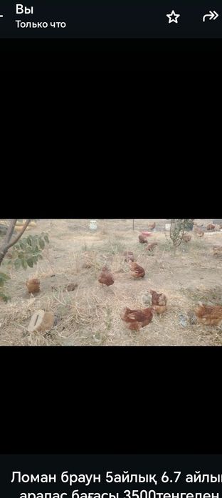 Ломан    Тауық курица куры