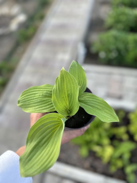 Сортовые хосты, медуница