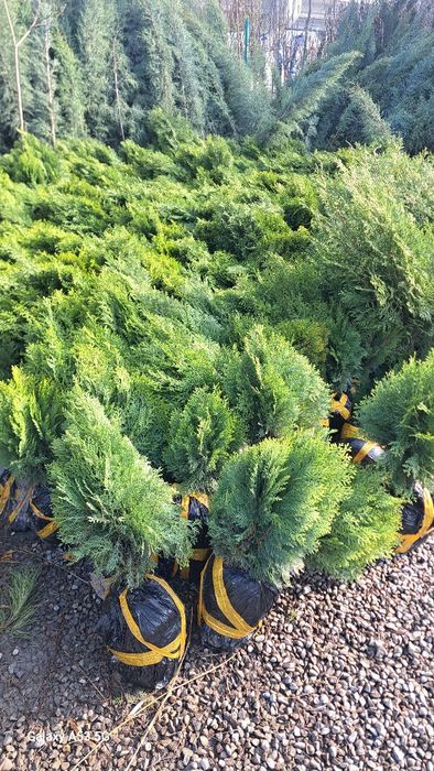 Archa va dekorativni darahtlar sotamiz va ekib beramiz dostafka bor