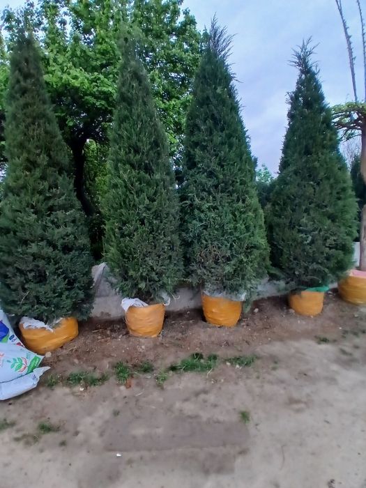 Рача ва дикаратив усимликлар бизда