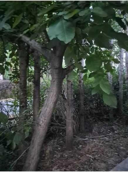 Отдам дерево тополь бесплатно (самовывоз)