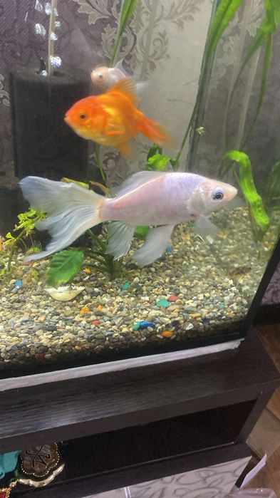 Рыбы  белый красивый